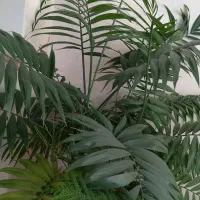 انواع گل طبیعی