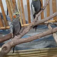 عروس هلندی مولد