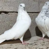 شیخ پاکستانی درشت کمیاب|پرنده|اهواز, سلطانمنش|دیوار