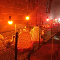 جوجه غاز سالم سرحال ارسال