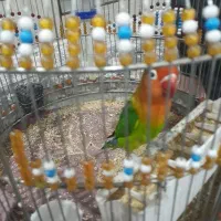 طوطی برزیلی|پرنده|اسلامشهر, شهرک انبیا|دیوار