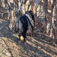 بز آبستن دوقلو زا