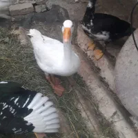 غاز