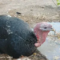 یک عددبوقلمون نر دوساله فروشی یا معامله  مرغ جوجه|حیوانات مزرعه|بم, |دیوار