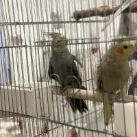 جفت عروس هلندی جون