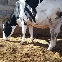 تلیسه سمینتال