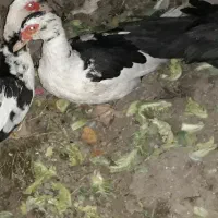 اردک مسکویی‌.مولد‌.وکله سبز