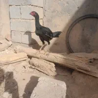 مرغ لاری نژاد دار