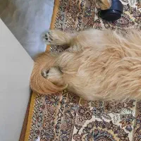 توله شیتزو ۲ ماهه
