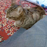 واگذاری گربه