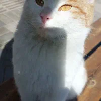 گربه پیدا شده