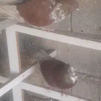 کبوتر پرشی|پرنده|پلدشت, |دیوار