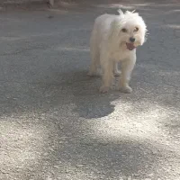 س گ|سگ|کرمانشاه, |دیوار