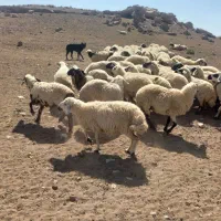 گوسفند فروشی