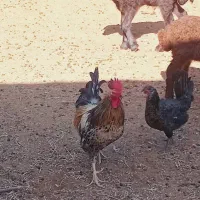 خروس|حیوانات مزرعه|رامشیر, |دیوار