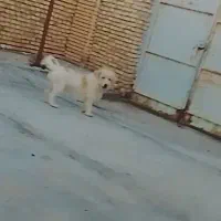 سگ پاپی