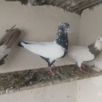 کبوتر|پرنده|بروجرد, |دیوار