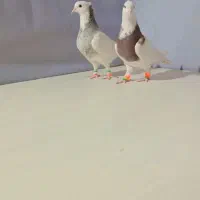 چندتا کبوتر پرشی خشگل کاشمر خلیل اباد|پرنده|خلیل آباد, |دیوار