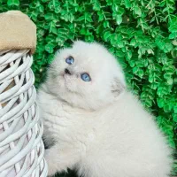 بریتیش سیلور عروسکی با تخفیف