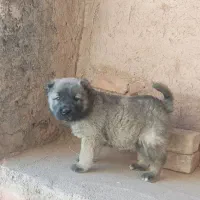 توله سرابی اصیل|سگ|بیرجند, |دیوار