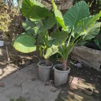 گل بابا آدم