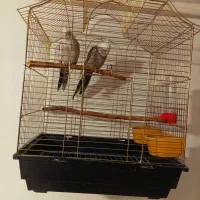 فروش یه جفت عروس هلندی وایت فیس|پرنده|لالجین, |دیوار