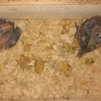 عروس هلندی