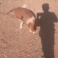 توله سگ|سگ|شهرضا, |دیوار