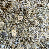 علوفه ذرت پر دانه تخمیری با کیفیت عالی