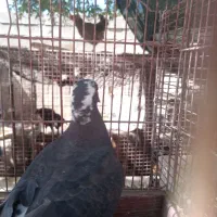 کفتر نر جوان|پرنده|شیراز, کفترک|دیوار