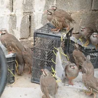 بوقلمون|پرنده|بهبهان, |دیوار