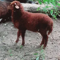 بره
