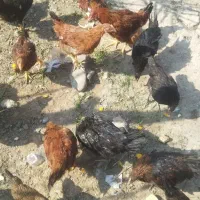 مرغ پنج ماهه