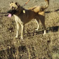 واگذاری سگ سرابی|سگ|عنبران, |دیوار