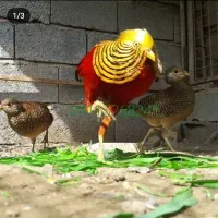 قره قاوول|حیوانات مزرعه|قائم‌شهر, |دیوار