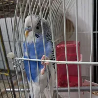 مرغ عشق خوشگل و شیطون