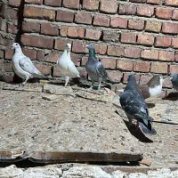 کفتر پلاکی اتیغه