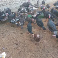 بوقلمون فروشی|حیوانات مزرعه|شادیان, |دیوار