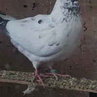 پرنده سرای داش حسن|پرنده|آمل, |دیوار