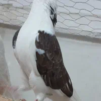 سلام و درود خدمت دوستان و عزیزان عشق باز..ا