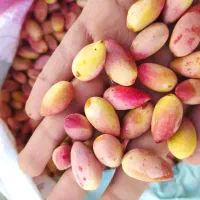 پسته مه ولات درجه یک|خوردنی و آشامیدنی|مشهد, ایثار|دیوار