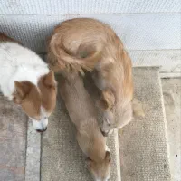 توله اشپیتز