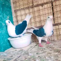 فروش چند جفت کفتر پرشی