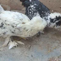 سلطانی|حیوانات مزرعه|منجیل, |دیوار