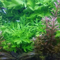 اکواریوم گیاه طبیعی