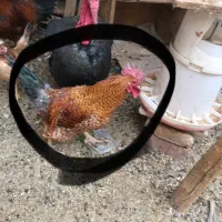 خروس محلی /برهما/بوقلمون|حیوانات مزرعه|رفسنجان, |دیوار