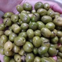 زیتون سبز و تازه|خوردنی و آشامیدنی|لاهیجان, امیرشهید|دیوار