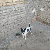 سگ پاپی ماده،قیمت600|سگ|تربت‌حیدریه, ترمینال|دیوار