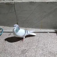 تخم طاقی رایگان