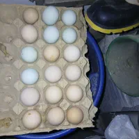 تخم نطفه دار برهما و آمرکانا